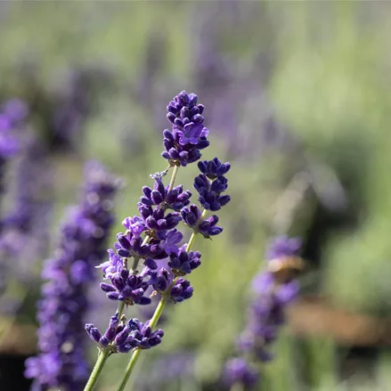 Lavandula angustifolia 'Imperial Gem'