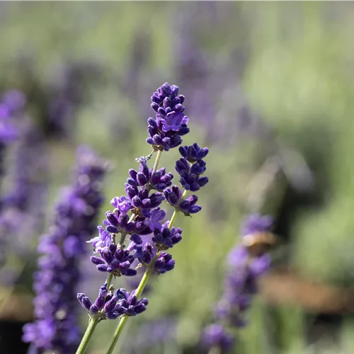 Lavandula angustifolia 'Imperial Gem'