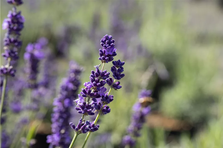 Lavandula angustifolia 'Imperial Gem'
