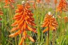 Kniphofia 'Poco Sunset'