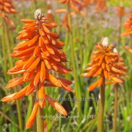 Kniphofia 'Poco Sunset'