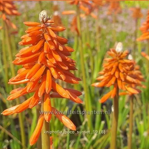 Kniphofia 'Poco Sunset'