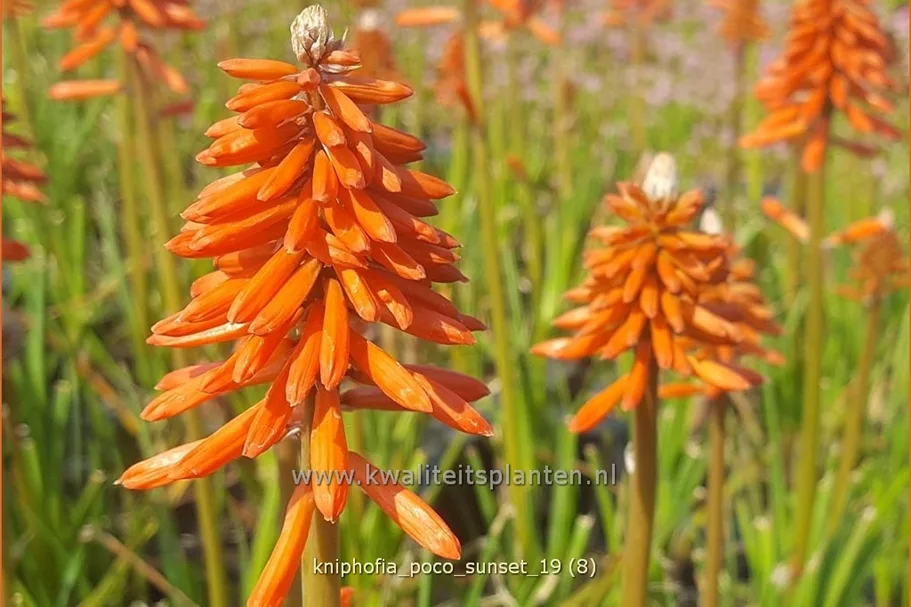 Kniphofia 'Poco Sunset'