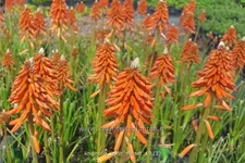 Kniphofia 'Poco Sunset'