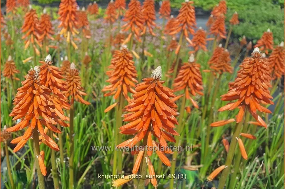 Kniphofia 'Poco Sunset'