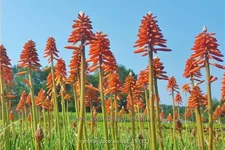 Kniphofia 'Poco Sunset'