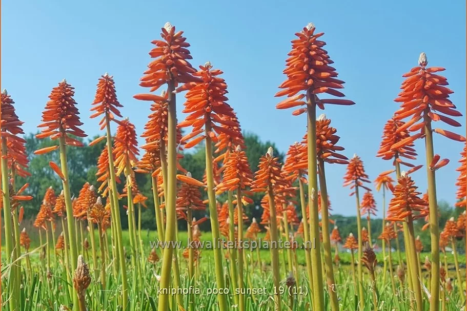 Kniphofia 'Poco Sunset'