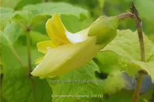 Kirengeshoma koreana