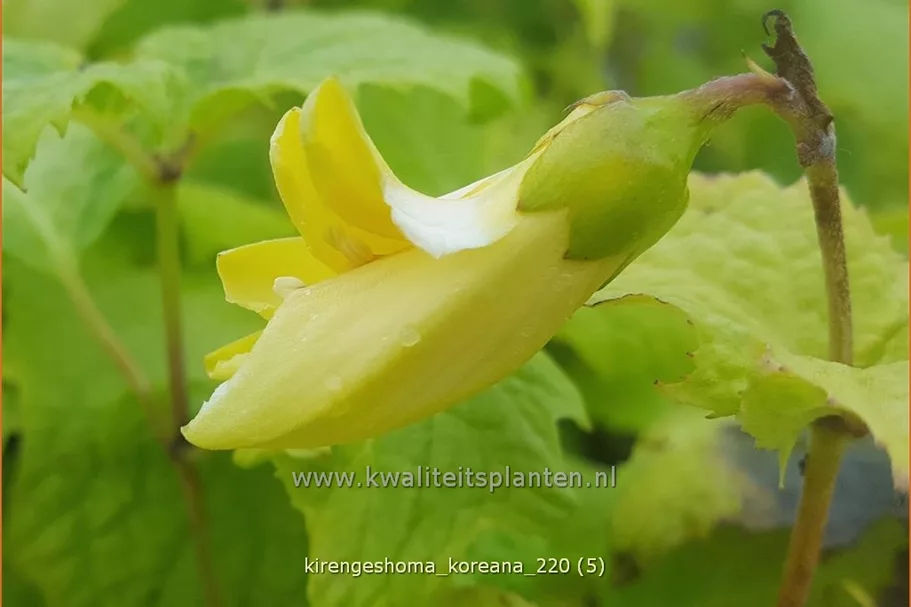 Kirengeshoma koreana