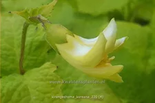 Kirengeshoma koreana