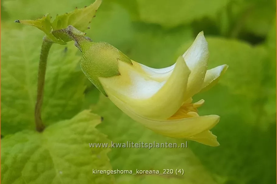 Kirengeshoma koreana