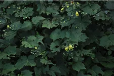 Kirengeshoma koreana