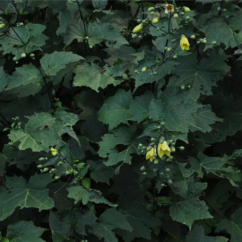 Kirengeshoma koreana