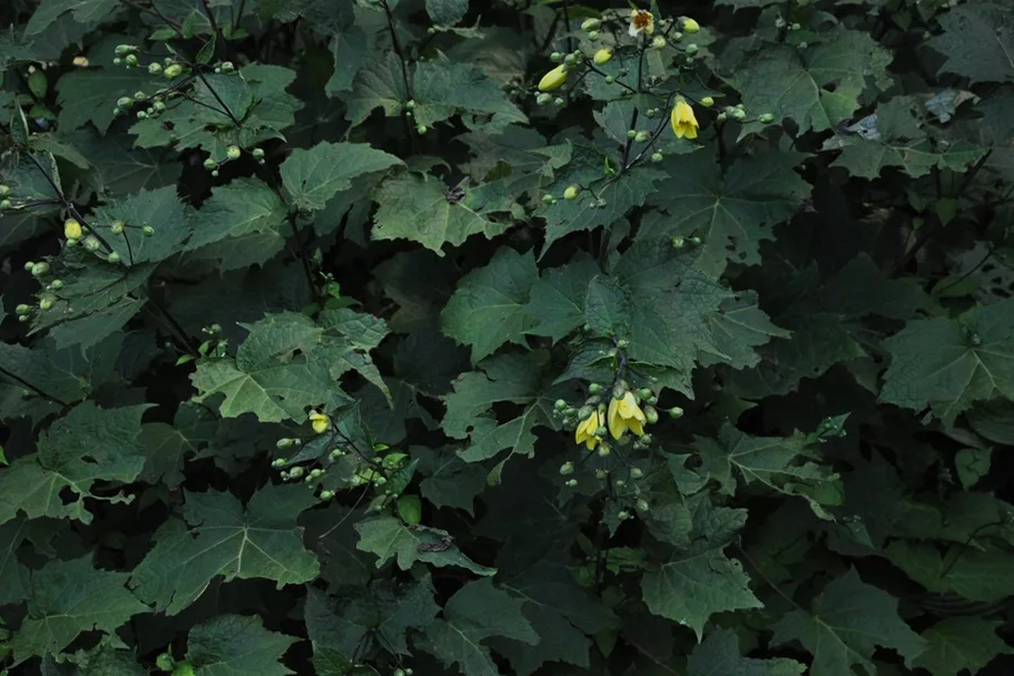 Kirengeshoma koreana