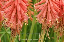 Kniphofia 'Redhot Popsicle'