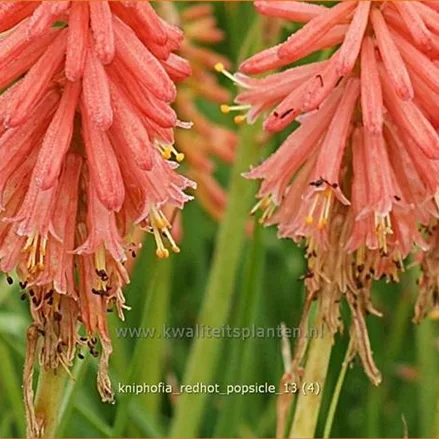 Kniphofia 'Redhot Popsicle'