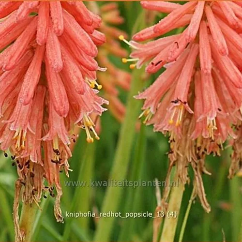 Kniphofia 'Redhot Popsicle'