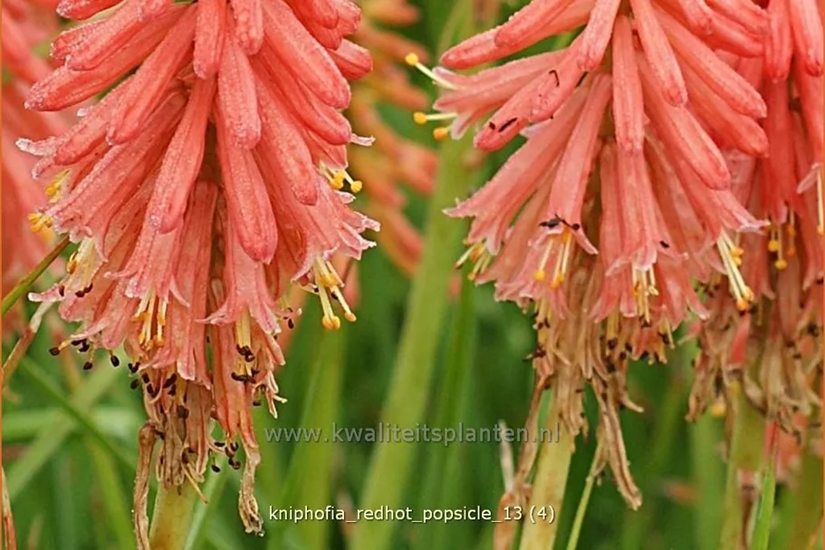Kniphofia 'Redhot Popsicle'