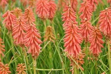 Kniphofia 'Redhot Popsicle'