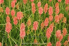 Kniphofia 'Redhot Popsicle'