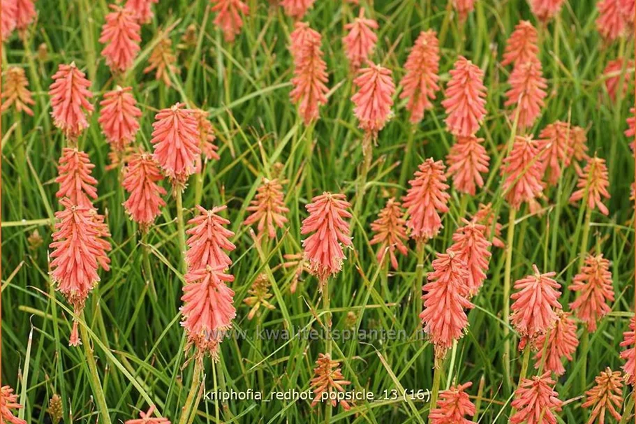 Kniphofia 'Redhot Popsicle'