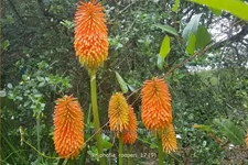 Kniphofia rooperi