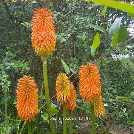 Kniphofia rooperi