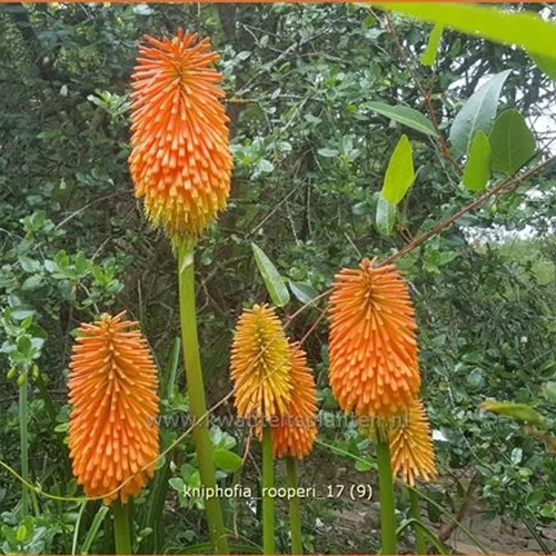 Kniphofia rooperi
