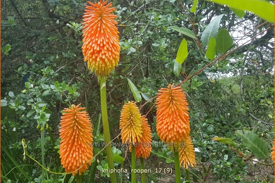 Kniphofia rooperi