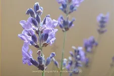 Lavandula angustifolia 'Middachten'