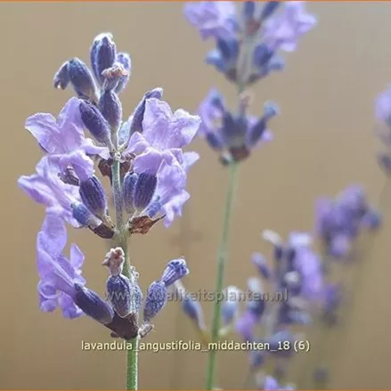 Lavandula angustifolia 'Middachten'
