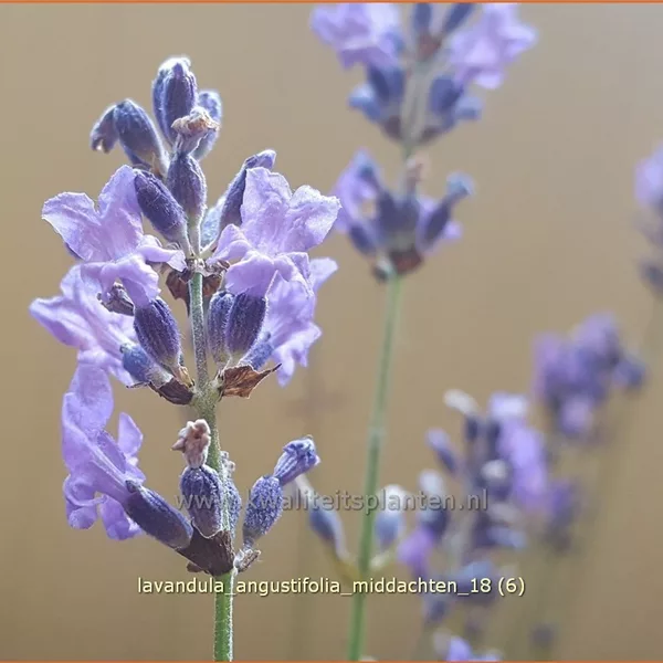 Lavandula angustifolia 'Middachten'
