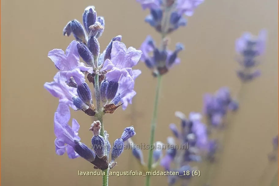 Lavandula angustifolia 'Middachten'