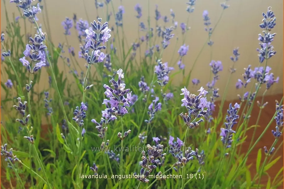 Lavandula angustifolia 'Middachten'