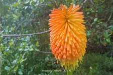 Kniphofia rooperi