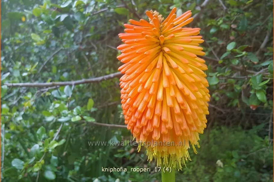 Kniphofia rooperi