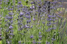 Lavandula angustifolia 'Middachten'