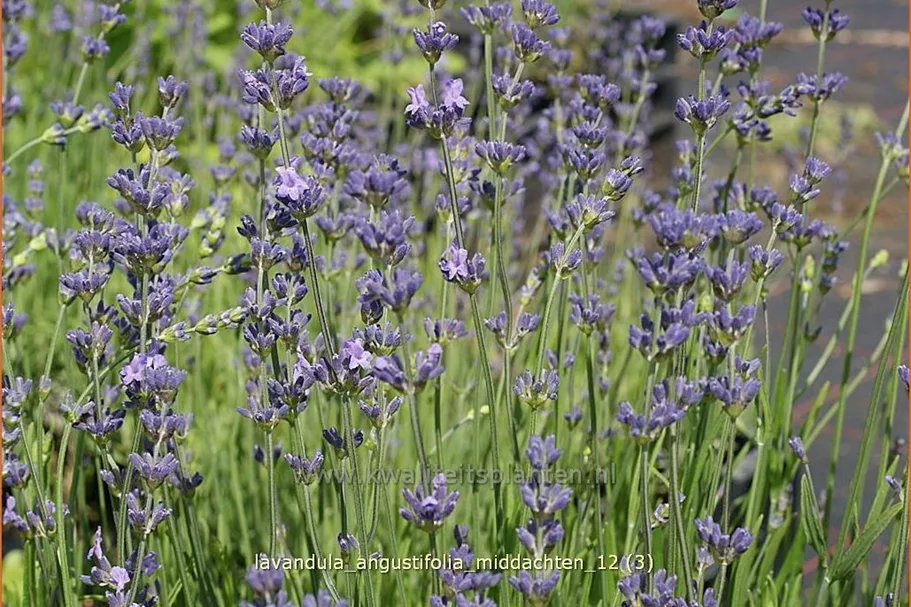 Lavandula angustifolia 'Middachten'
