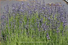 Lavandula angustifolia 'Middachten'