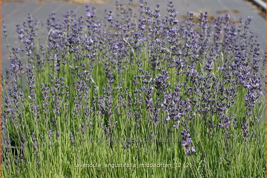 Lavandula angustifolia 'Middachten'