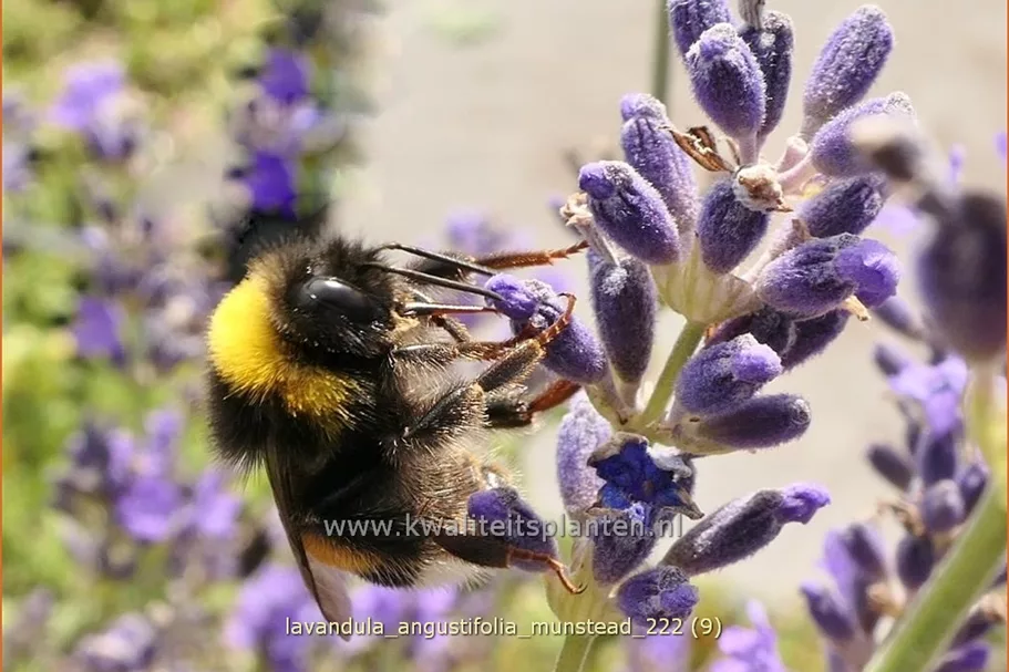 Lavandula angustifolia 'Munstead'