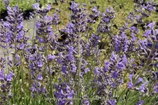Lavandula angustifolia 'Munstead'