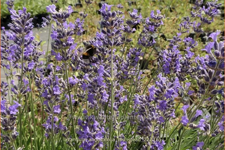 Lavandula angustifolia 'Munstead'