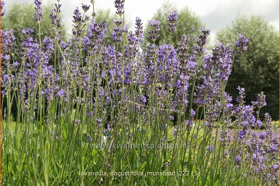 Lavandula angustifolia 'Munstead'