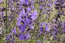 Lavandula angustifolia 'Munstead'