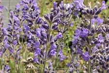 Lavandula angustifolia 'Munstead'