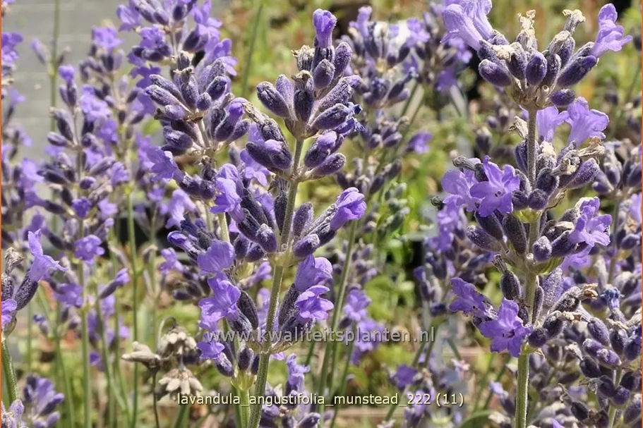 Lavandula angustifolia 'Munstead'