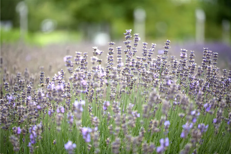 Lavandula angustifolia 'Munstead'