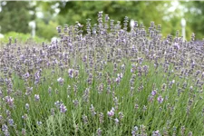 Lavandula angustifolia 'Munstead'