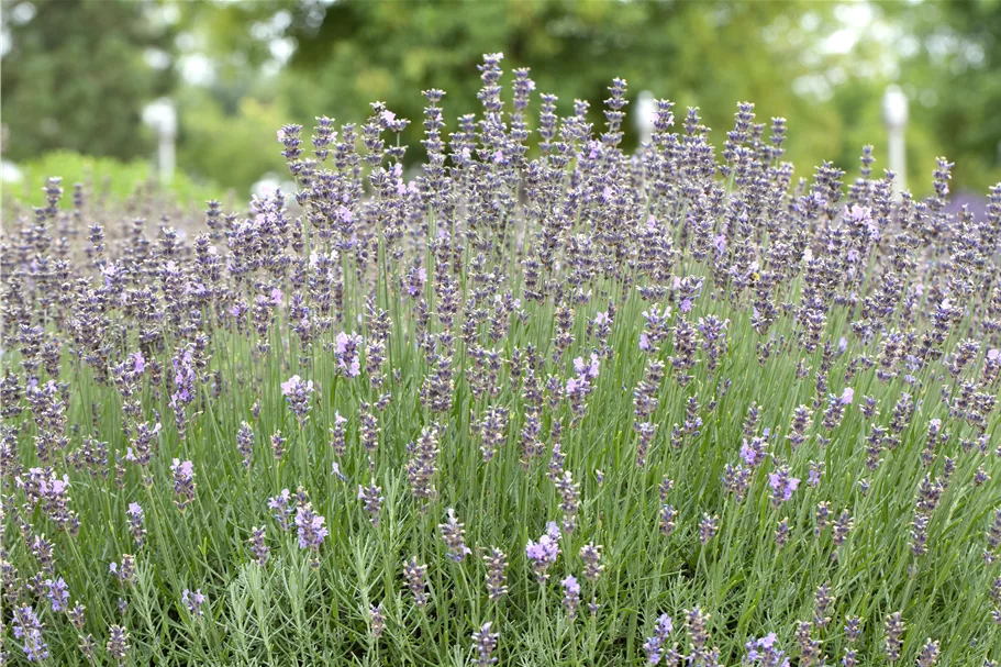 Lavandula angustifolia 'Munstead'